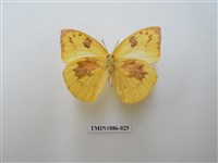 藏品(遷粉蝶)的圖片